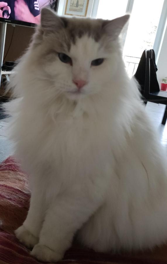 לינה וארוחת בוקר Bendéjun Les Oliviers De Bastet מראה חיצוני תמונה